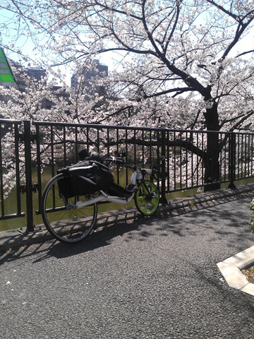 yotuya-sakura-mitekita.jpg