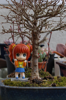 bonsai-yayoi1.jpg