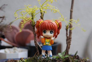 bonsai-yayoi2.jpg